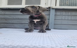 Cane Corso dogs for sale: Italian cane corso puppies  - Image 14