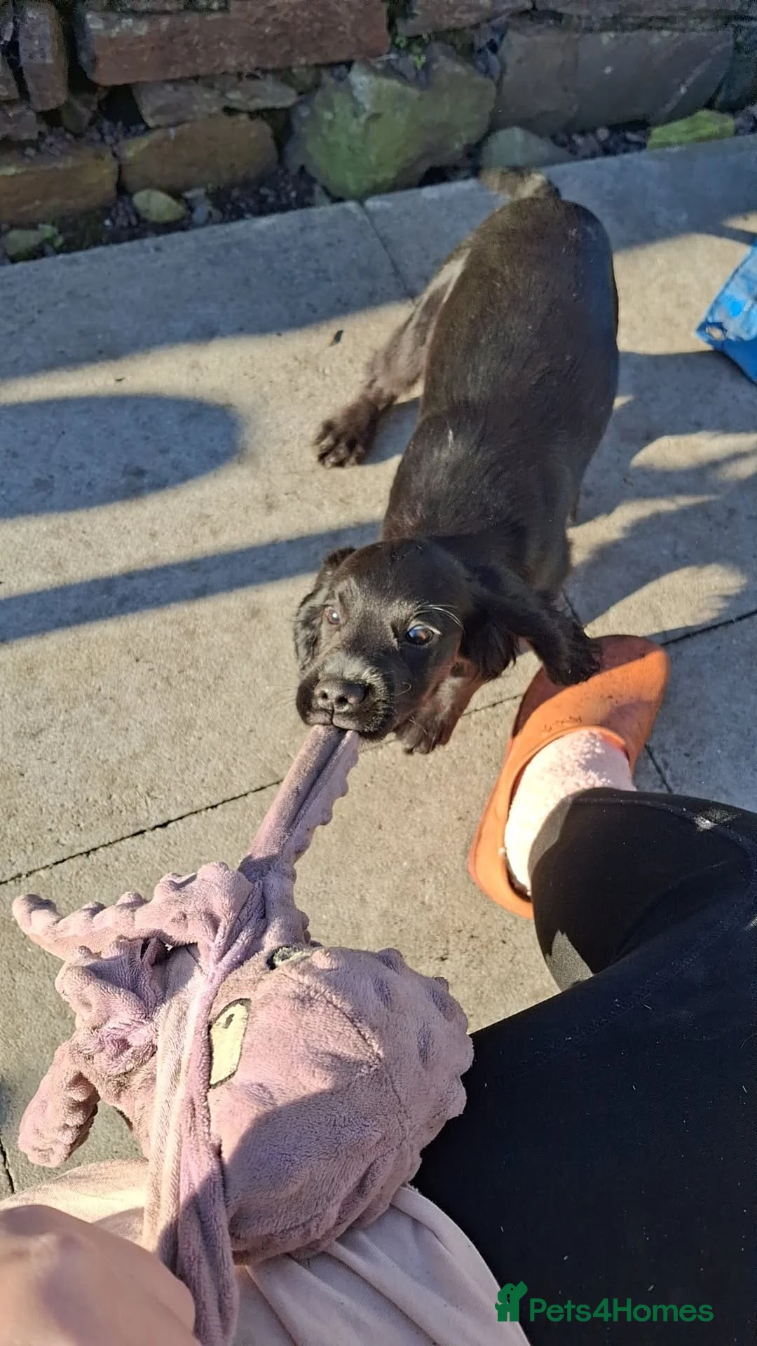 English Springer Spaniel dogs for sale: English Springer Spaniel  - Advert 2