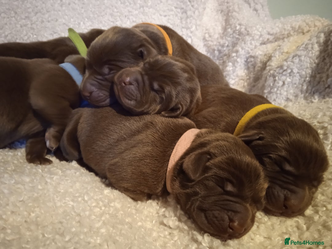 Labrador Retriever dogs for sale: KC CHOCOLATE LABRADORS PUPPIES, H TESTED PARENTS  - Advert 6