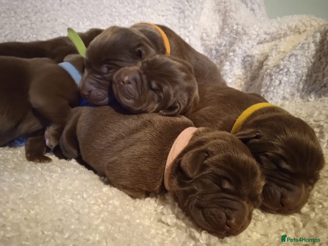 Labrador Retriever dogs for sale: KC CHOCOLATE LABRADORS PUPPIES, H TESTED PARENTS  - Advert 19