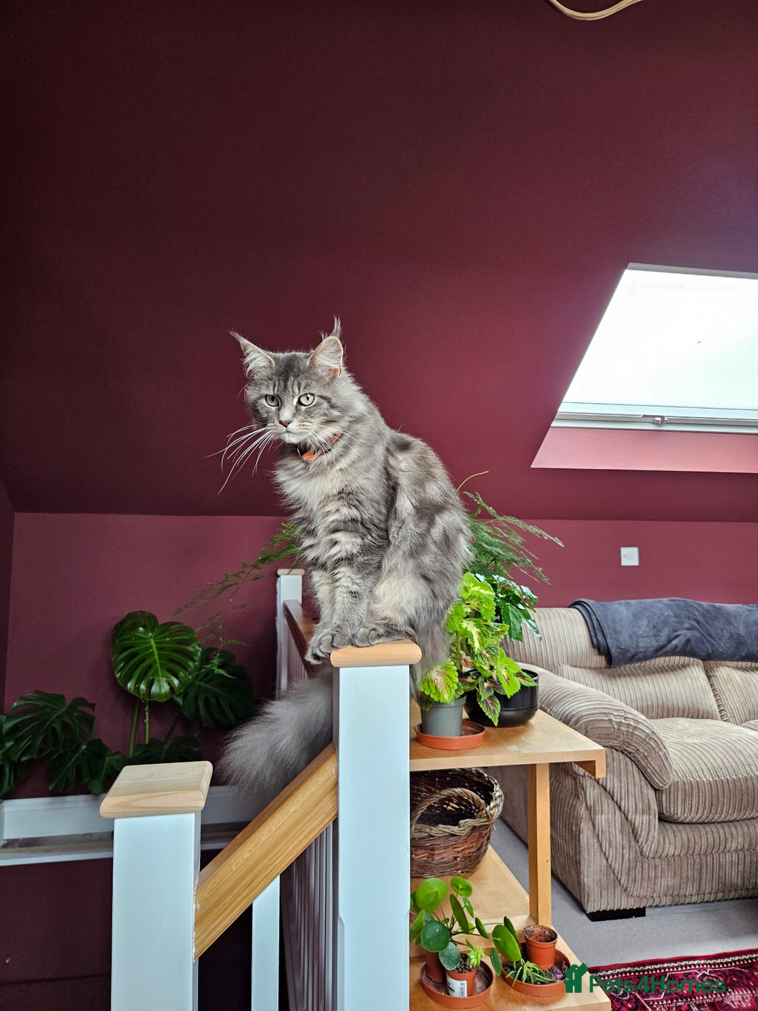 Maine Coon cats for sale: Adorable Maine Coon cross litter for sale - Advert 1