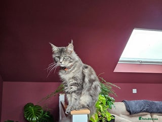 Maine Coon cats Adorable Maine Coon cross litter for sale - Advert 1