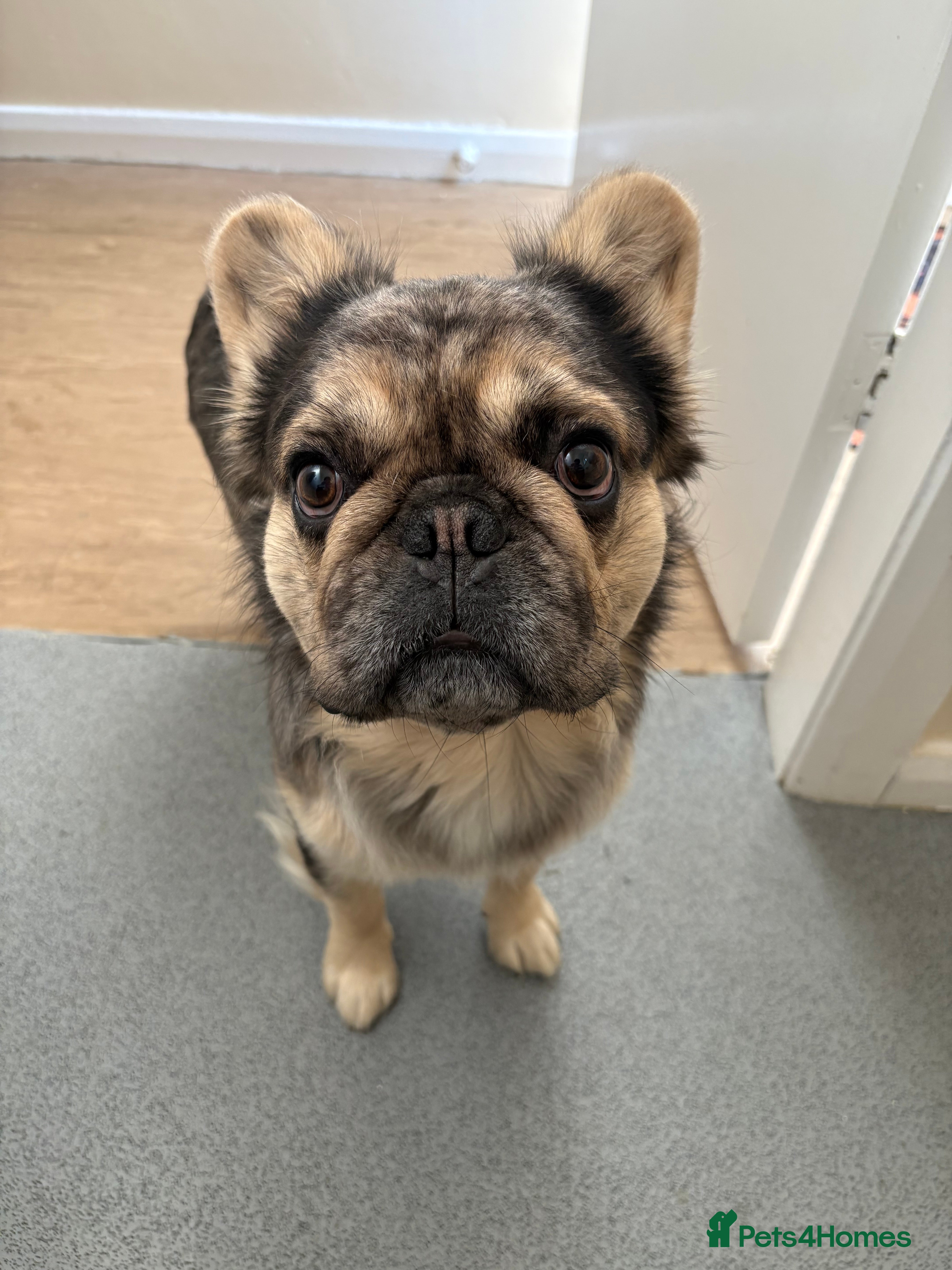 French Bulldog dogs GIMLI THE GREAT FOR STUD - Advert 2