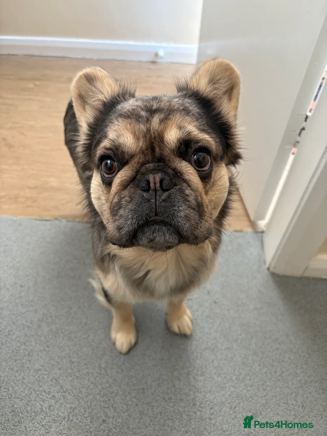 French Bulldog dogs for stud: GIMLI THE GREAT FOR STUD - Advert 1