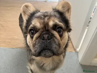 French Bulldog dogs GIMLI THE GREAT FOR STUD - Advert 7