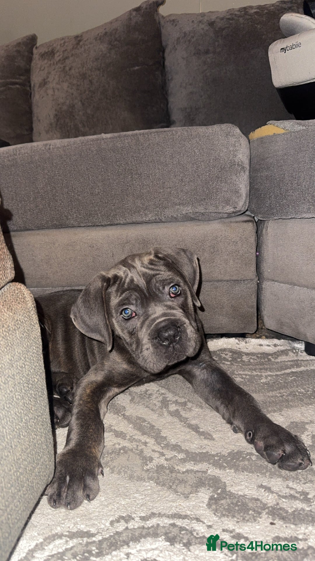 Cane Corso dogs for sale: Male Cane corso - Image 1