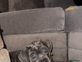 Cane Corso dogs - Advert 6