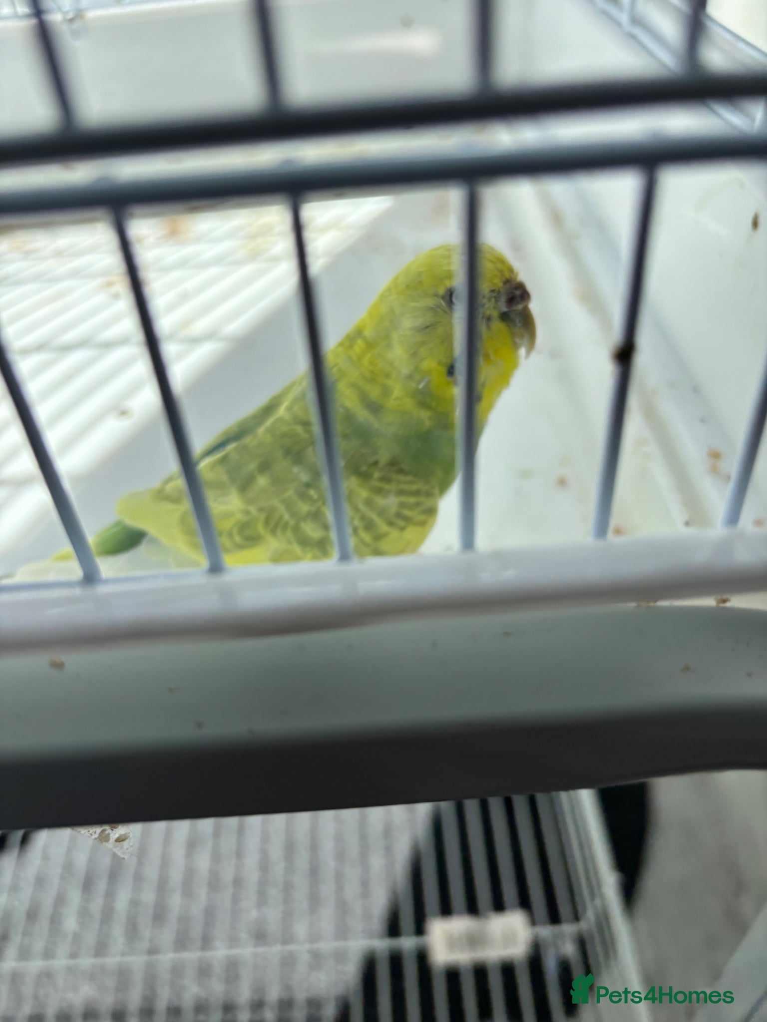 Budgerigars birds Budgerigars - Advert 1
