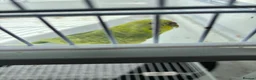 Budgerigars birds for sale: Budgerigars in Newport - Advert 1