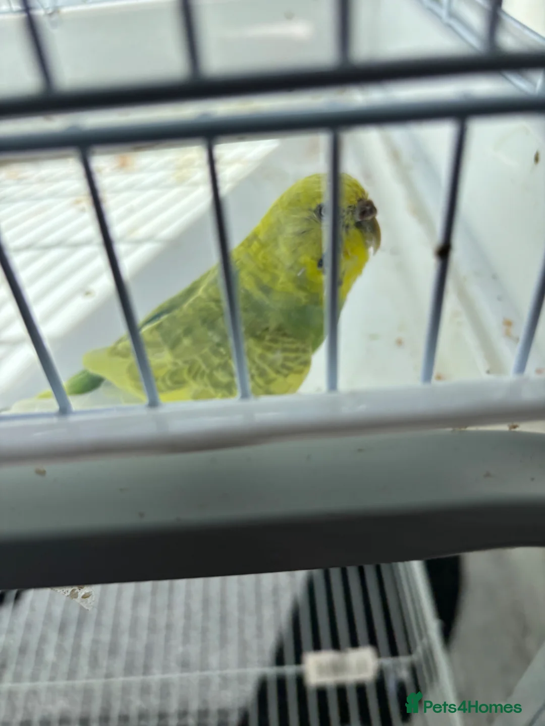 Budgerigars birds for sale: Budgerigars in Newport - Advert 1