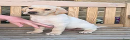 Labrador Retriever dogs for sale: Labrador Puppies – KC Reg & Health Tested Lines - Advert 13