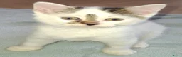 Domestic Shorthair cats for sale: 5 Beautiful, Playful Kittens - Advert 6