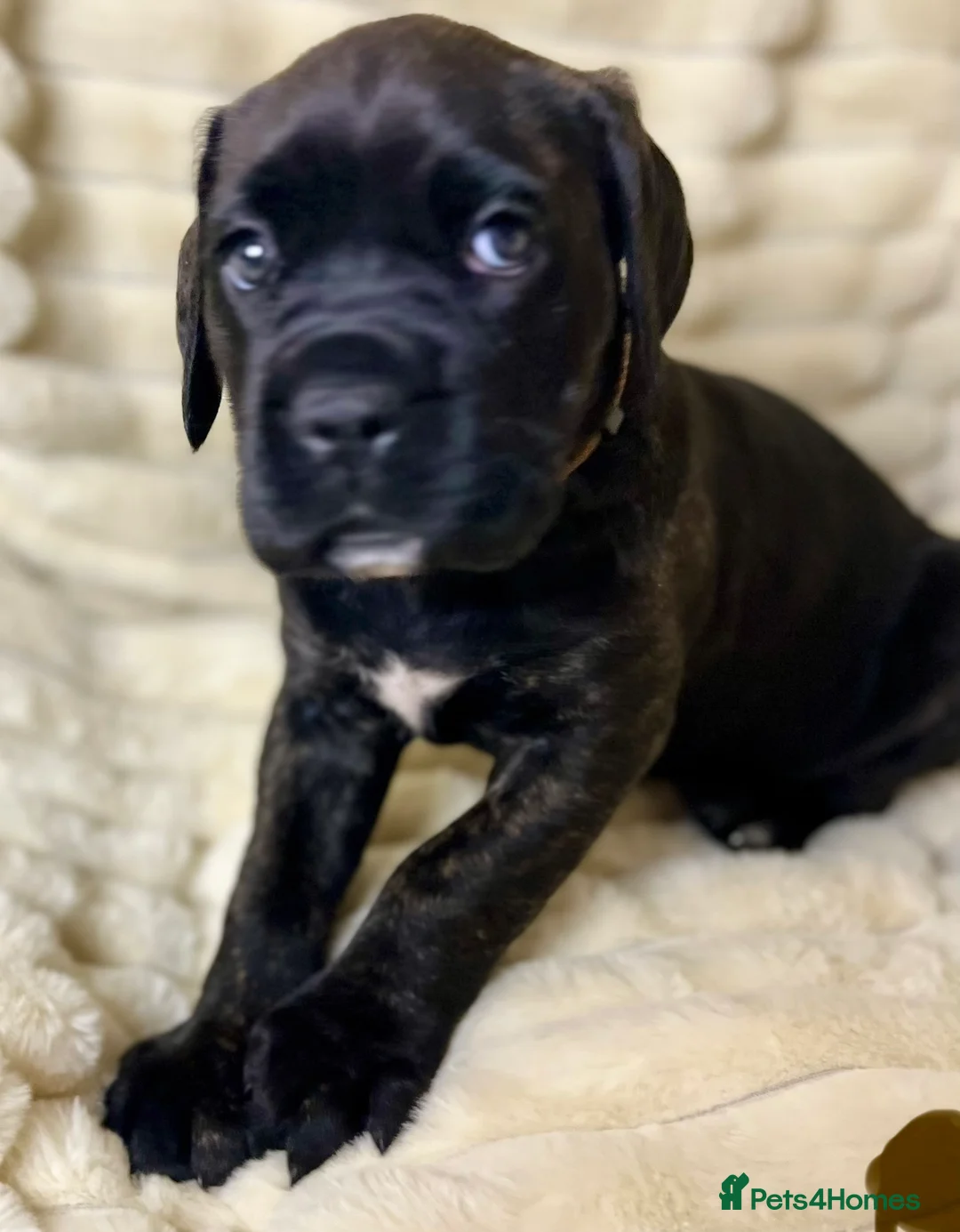 Cane Corso dogs for sale: Cane Corso Puppies  - Advert 17