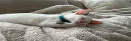 Mixed Breed cats for sale: Male kitten  in Doncaster - Advert 1