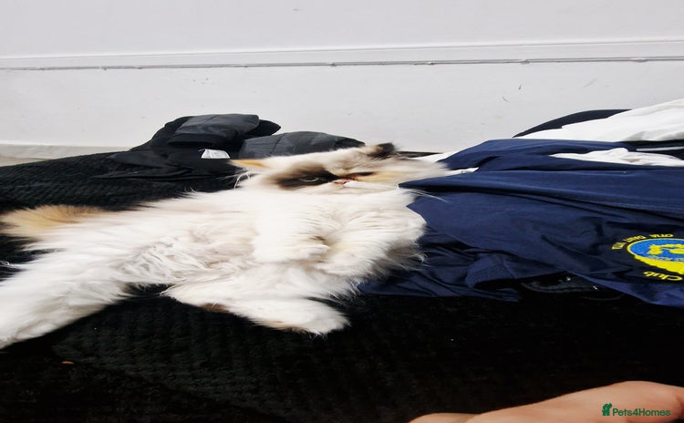 Persian cats - Advert 14
