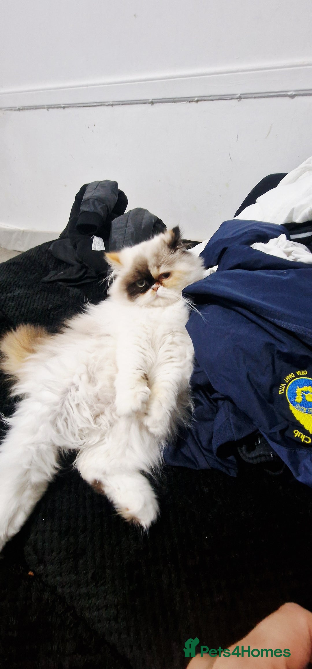 Persian cats for sale: Pure persian - Image 1
