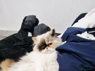 Persian cats - Advert 5