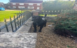 Cane Corso dogs for sale: Cane Corso 1 year old  - Image 3