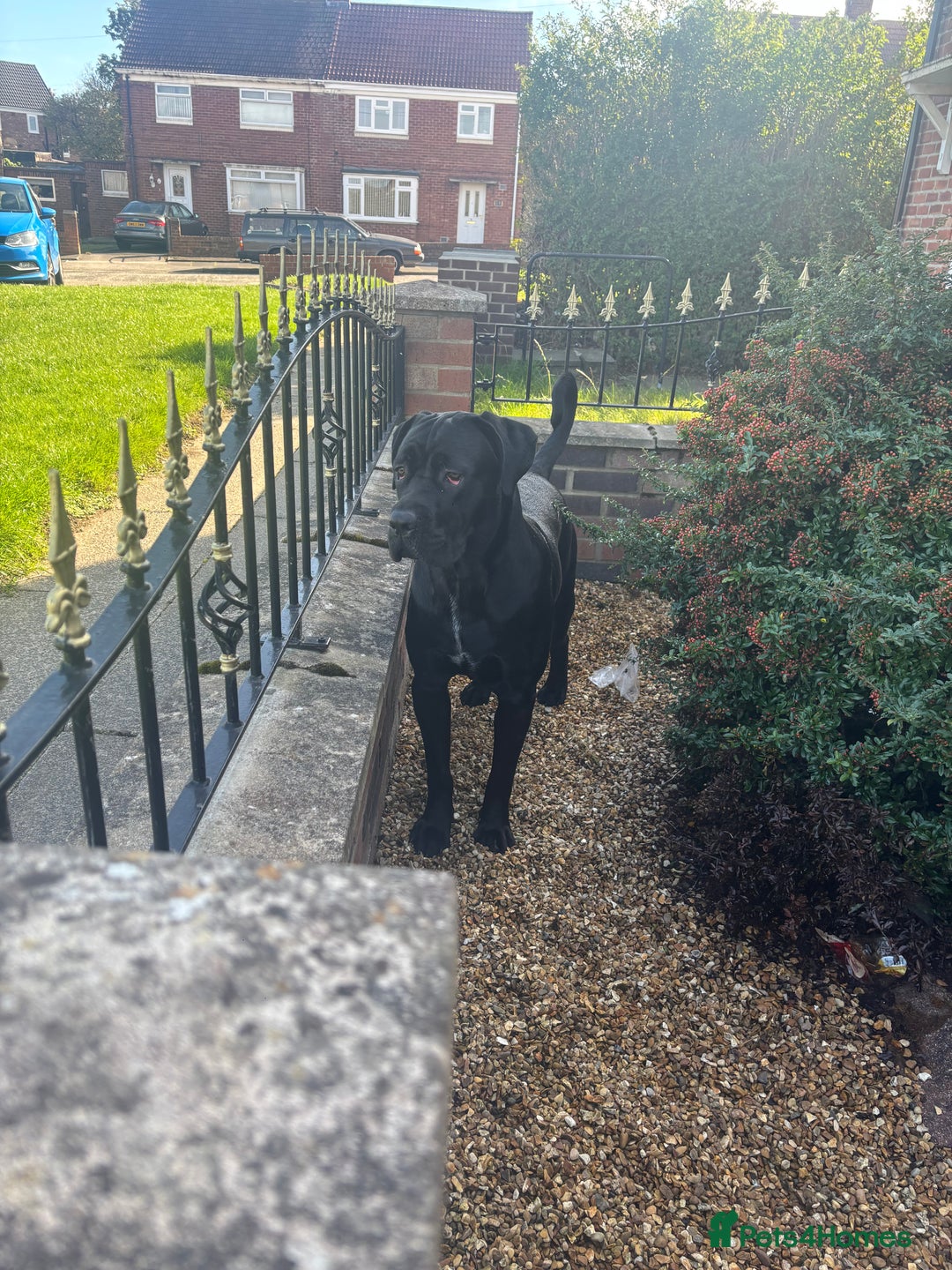 Cane Corso dogs for sale: Cane Corso 1 year old  - Image 3