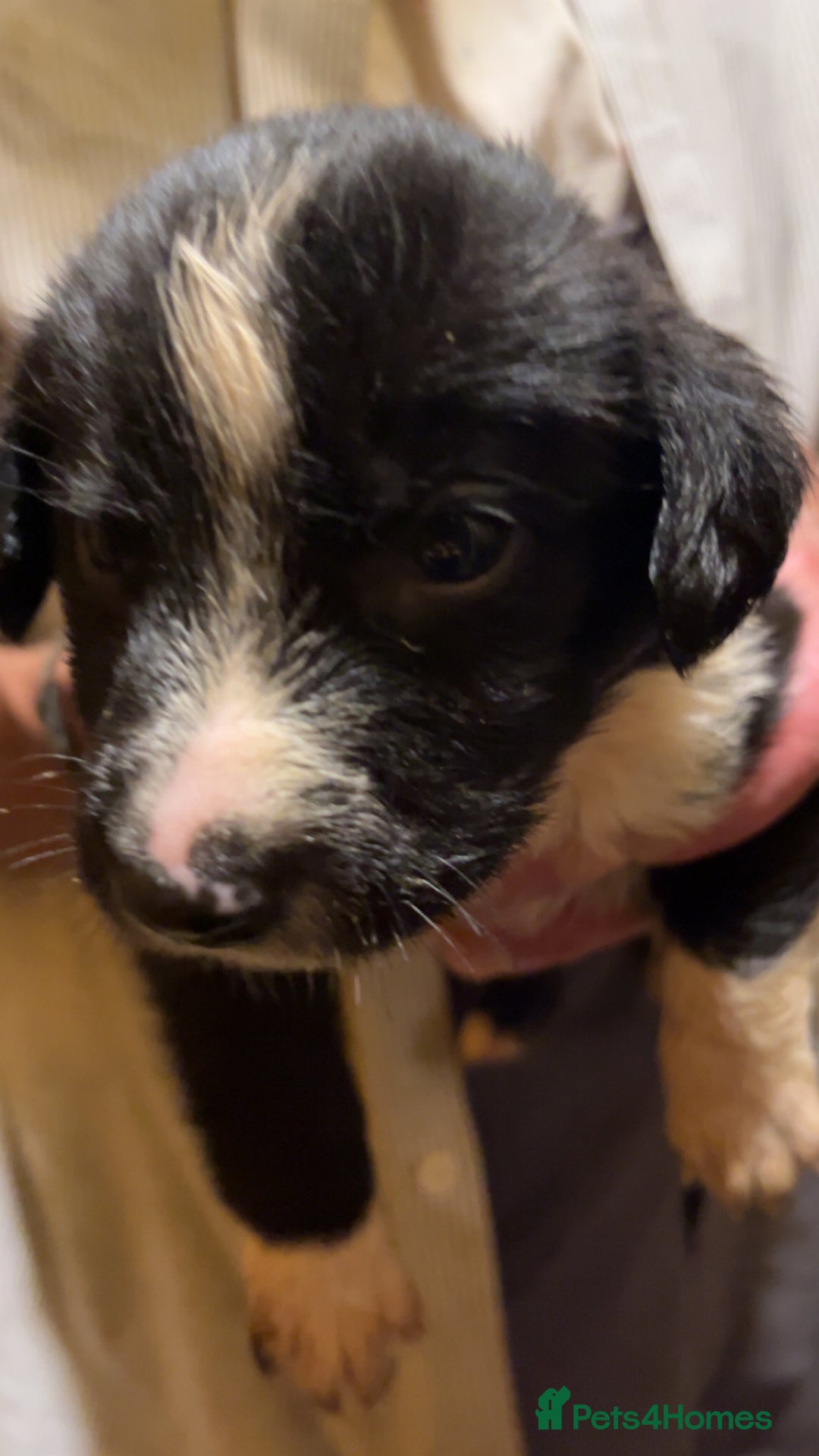 Mixed Breed dogs for sale: 8 puppies available rottweiler x border collie - Image 3