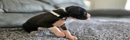 Great Dane dogs for sale: Exceptional Great Dane puppies 🐶  - Advert 17