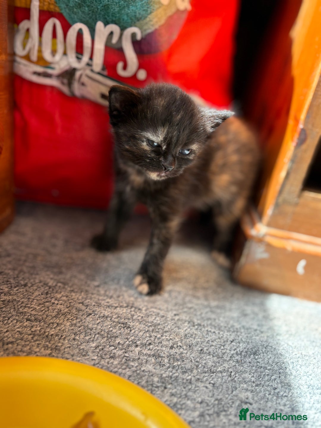 Mixed Breed cats for sale: Maine Coon mix  - Image 10