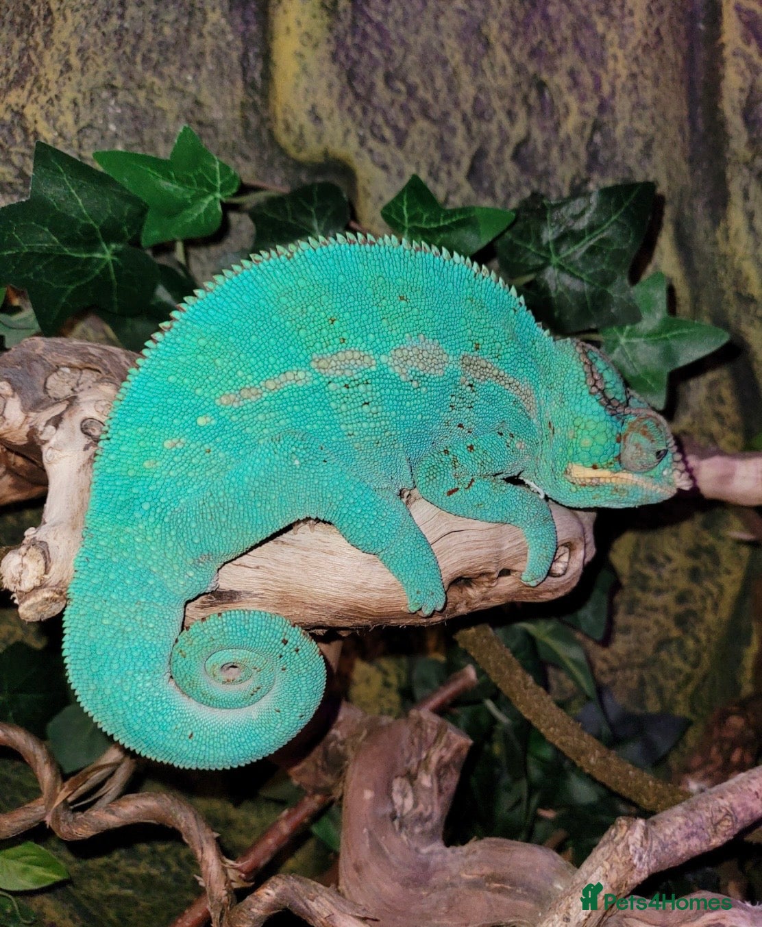 Chameleon reptiles Super Tame Panther Chameleon - Nosy Be - Advert 1