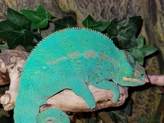 Chameleon reptiles Super Tame Panther Chameleon - Nosy Be - Advert 6