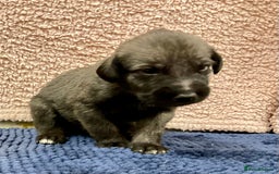 Mixed Breed dogs for sale: WOLFADOODLE F1B REVERSE. IRISH WOLFHOUND X  - Advert 21