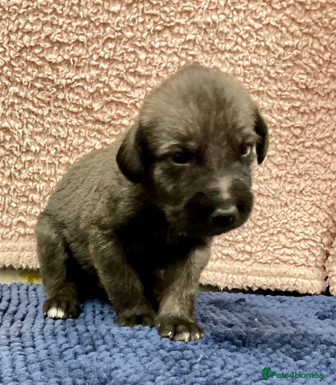 Mixed Breed dogs for sale: WOLFADOODLE F1B REVERSE. IRISH WOLFHOUND X  - Advert 21