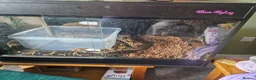 Boa Snake reptiles for sale: Red tail board constrictor  in Derby - Advert 4