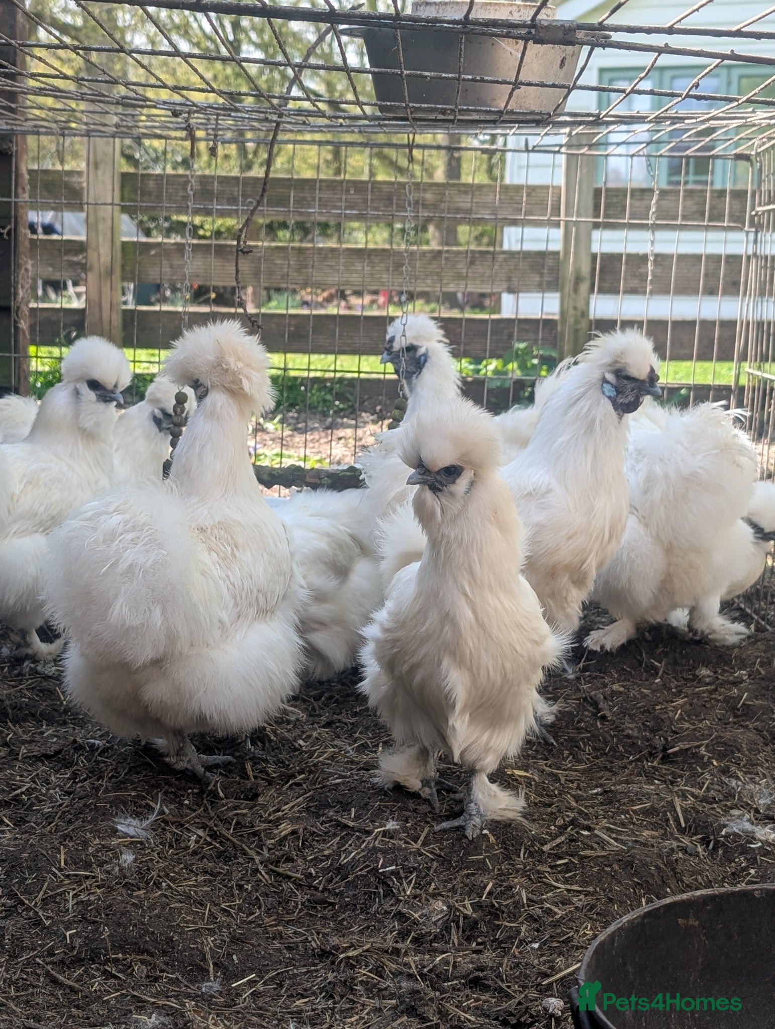 Chickens poultry Silkies  - Advert 2