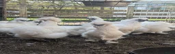Chickens poultry for sale: Silkies  in Hockley - Advert 1