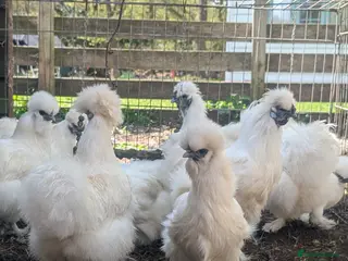 Chickens poultry Silkies - Advert 1