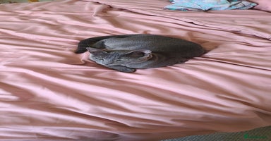 Russian Blue cats - Advert 8