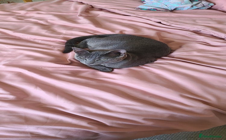 Russian Blue cats - Advert 1