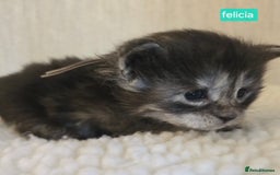 Maine Coon cats for sale: Maine Coon Kittens Smokes Large Russian Lines - Image 1