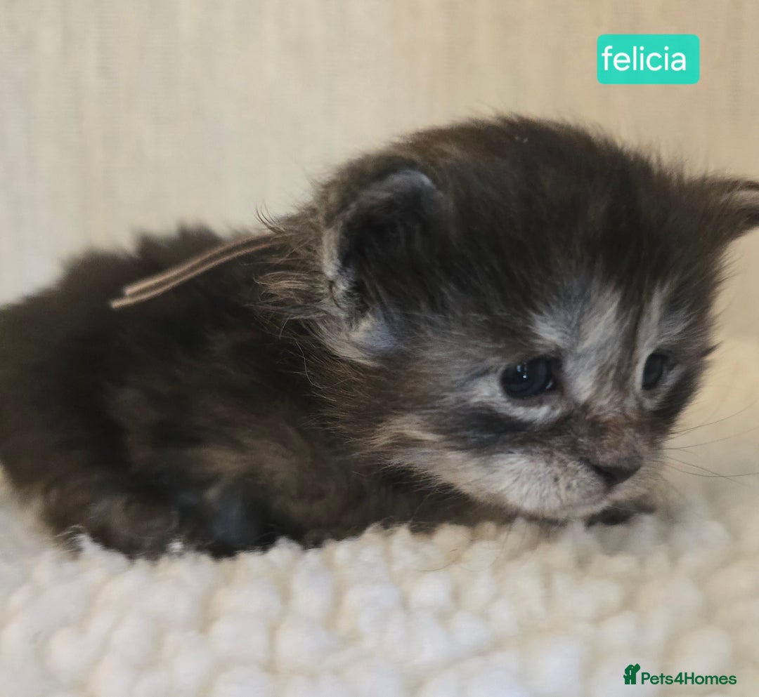 Maine Coon cats for sale: Maine Coon Kittens Smokes Large Russian Lines - Image 1