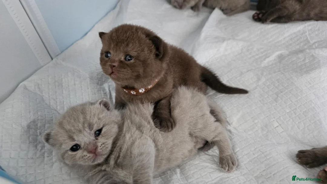 British Shorthair cats for sale: ✨ Stunning British Shorthair Kittens Available ✨ - Advert 7