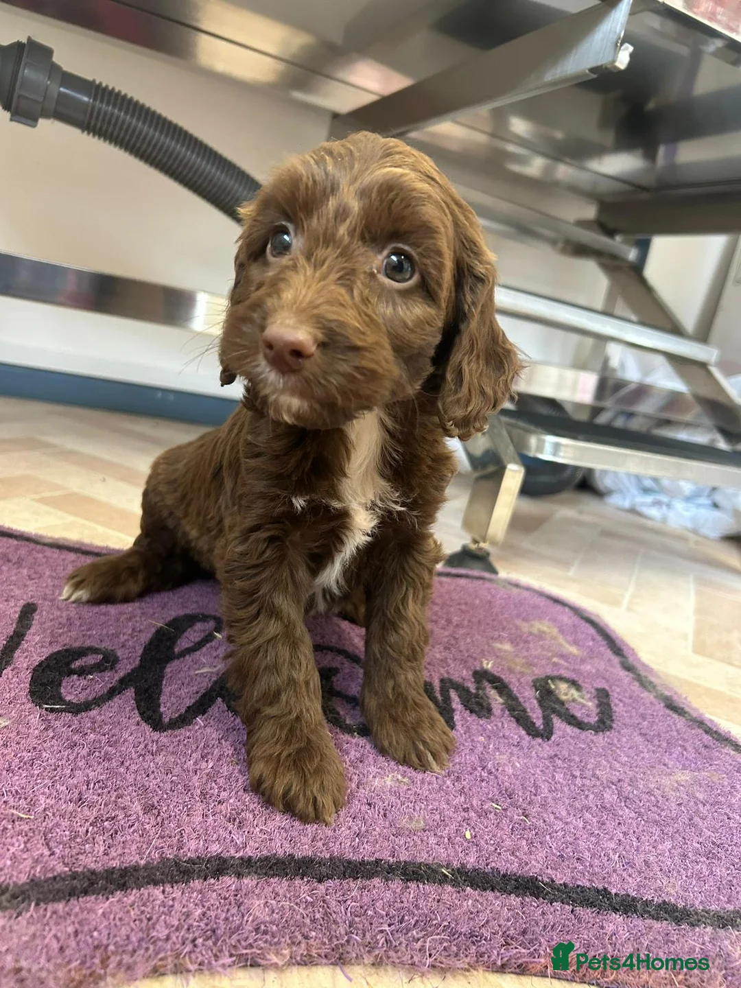 Cockapoo dogs for sale: Cockapoo puppies  - Advert 6