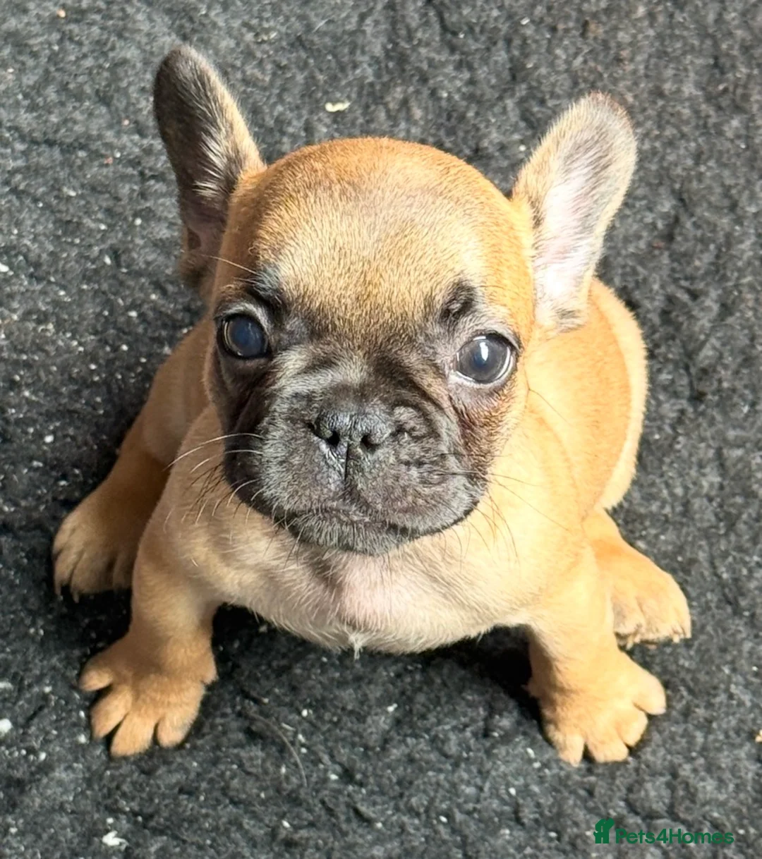 French Bulldog dogs for sale: Standard French bulldog puppies  in Dunfermline - Advert 17