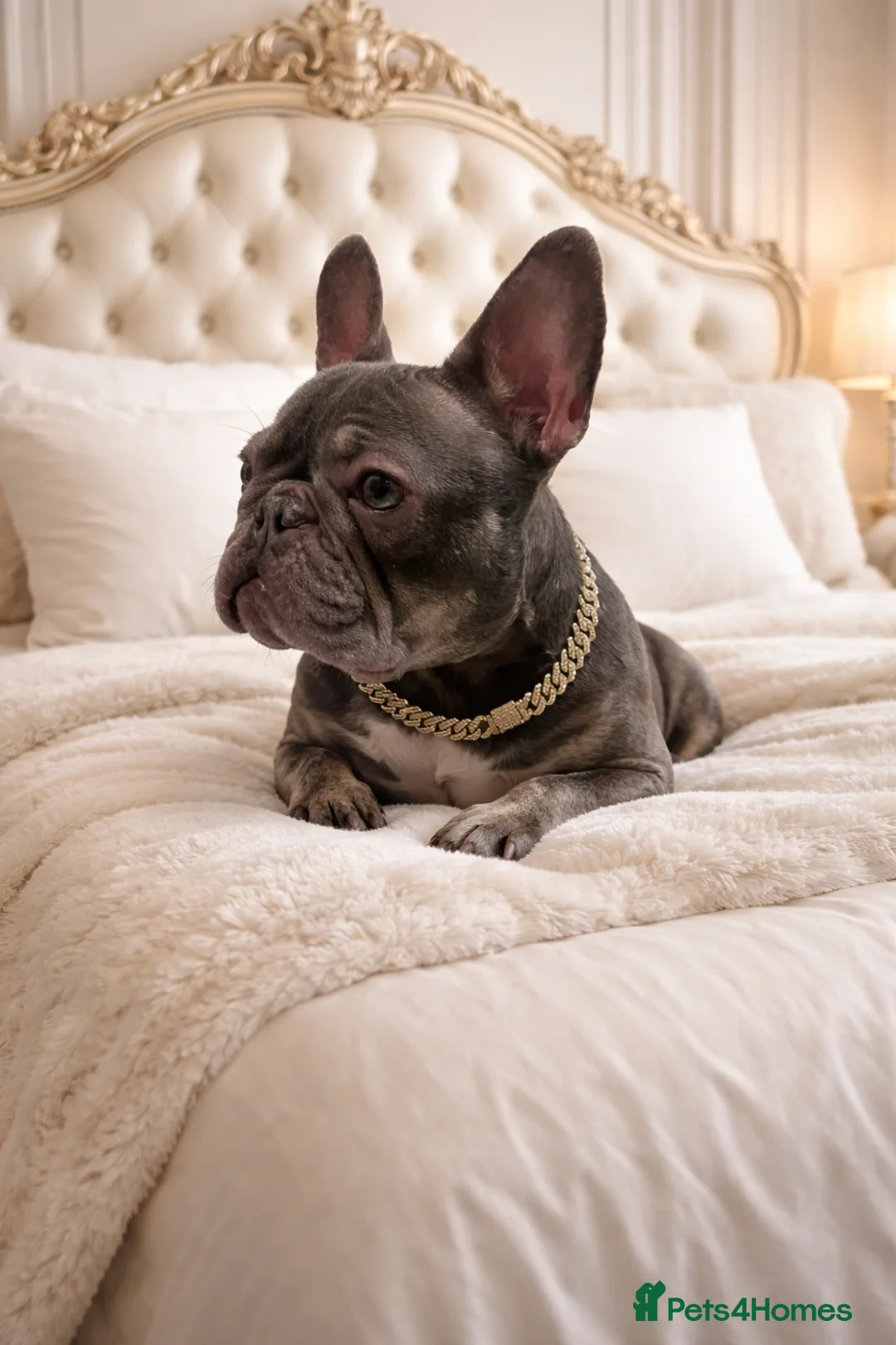 French Bulldog dogs for sale: Gorgeous blue Merle small French bulldog puppy.  - Advert 2