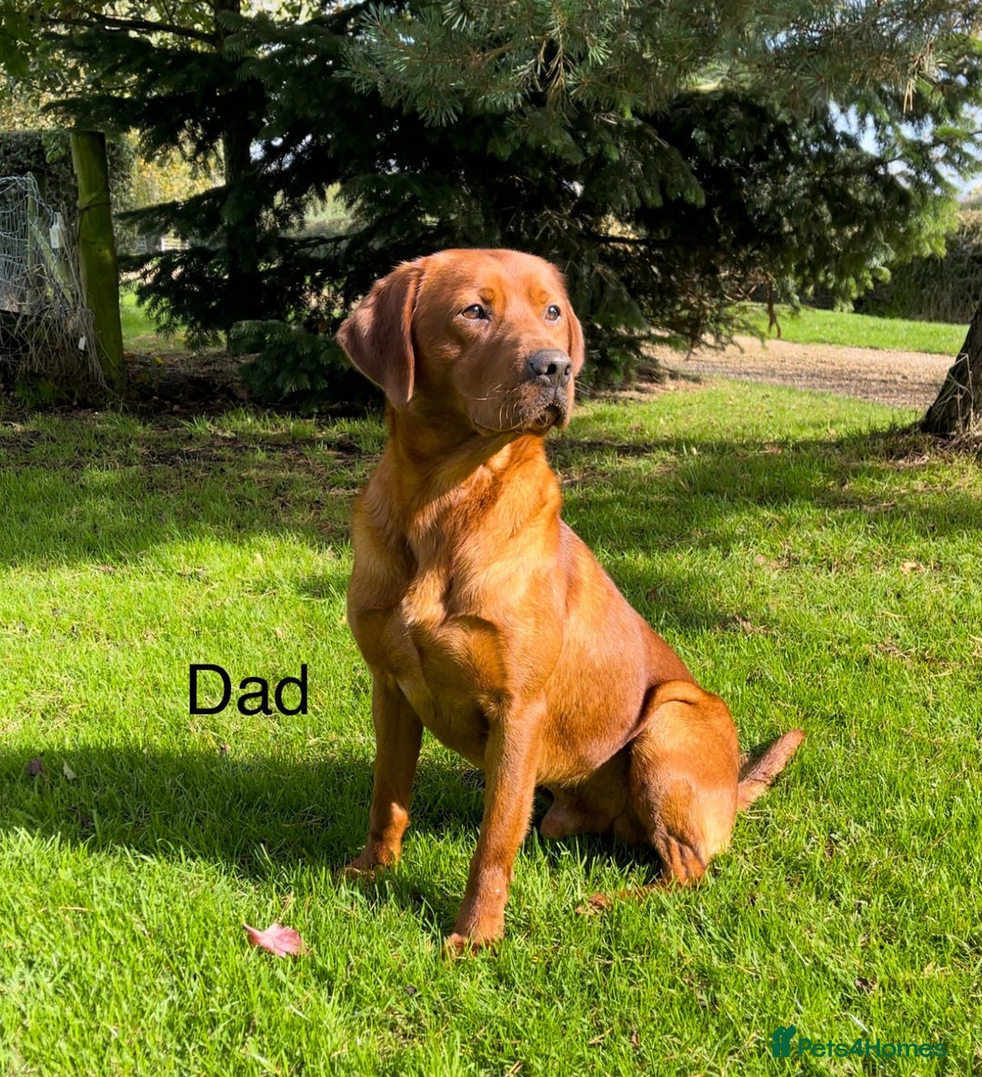 Labrador Retriever dogs for sale: Fox Red Labrador Puppies Health Tested - Image 8