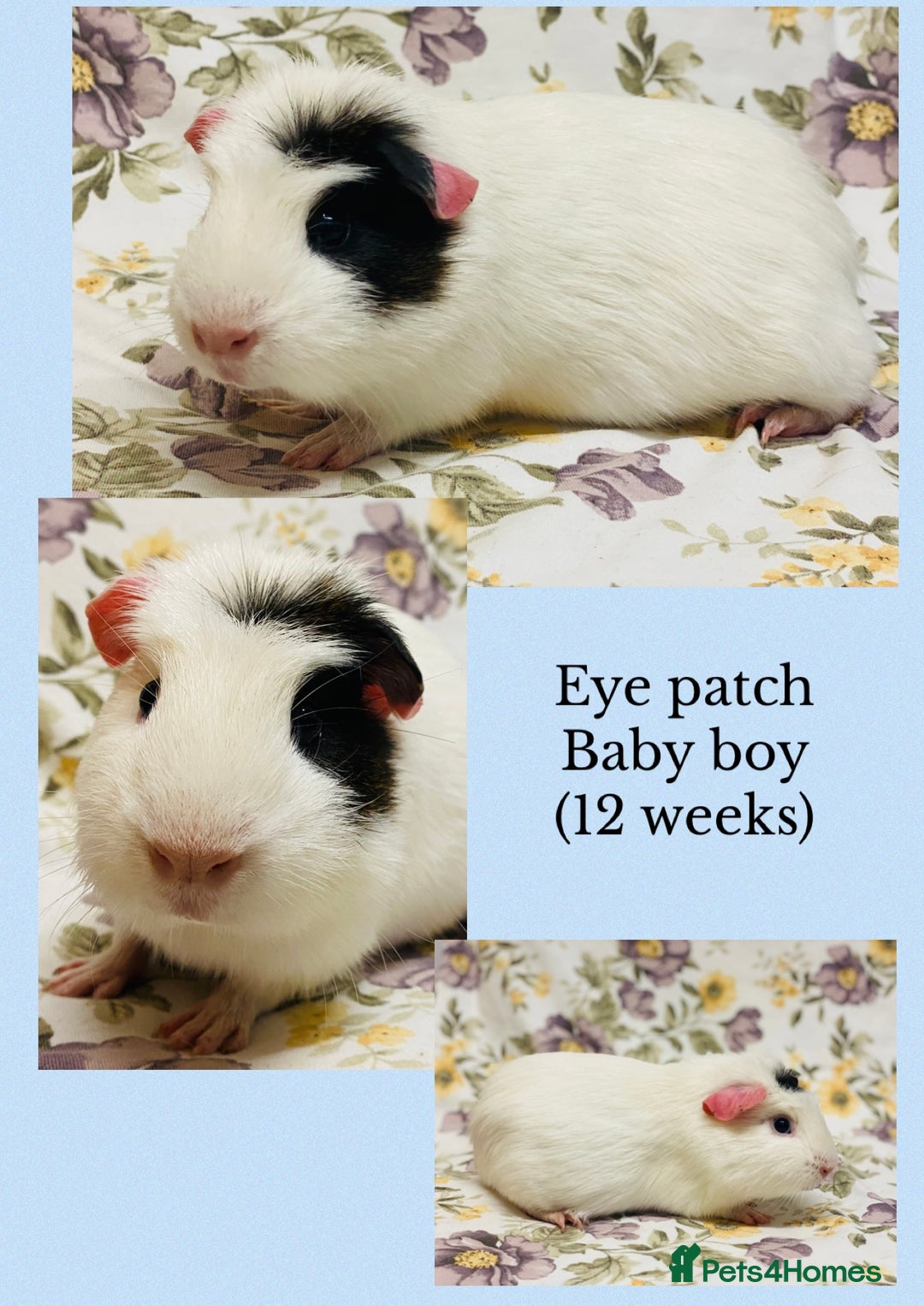 Guinea Pig rodents for sale: Beautiful mix of baby male Guineapigs  - Advert 6
