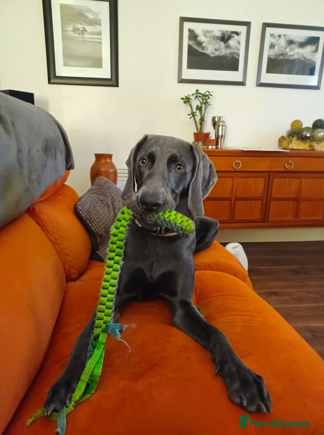 Weimaraner dogs for stud: No Cost 1 Year Old Blue Weimaraner For Stud - Advert 15