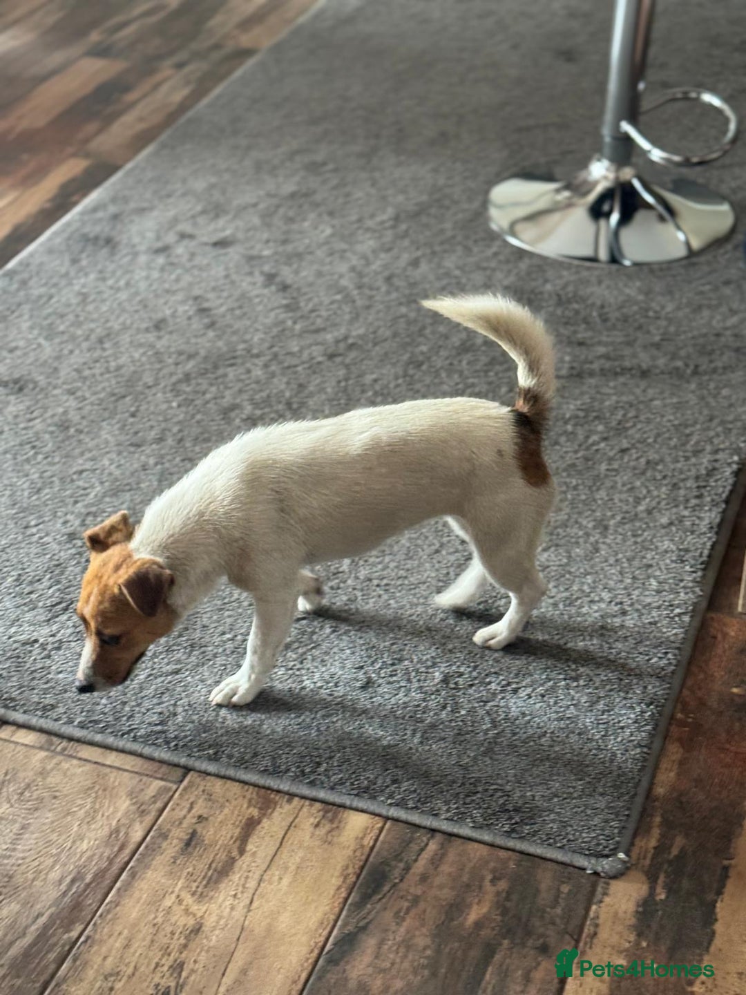 Jack Russell dogs for adoption: Sweet Jenni Looking for Love  - Image 8