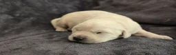 Goldador dogs for sale: 🐾 Beautiful Goldador Puppies Raised with Love 🐶 in Coventry - Advert 21