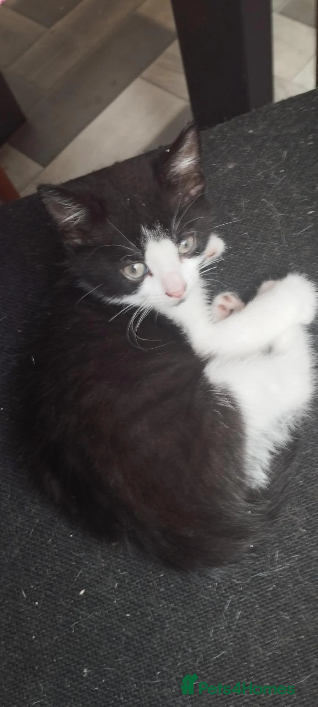 British Shorthair cats for sale: 4 lovely kittens search new homes  - Advert 2