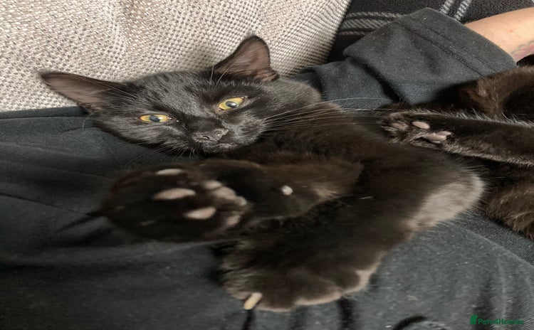 Domestic Shorthair cats Peanut looking for forever home - Advert 1