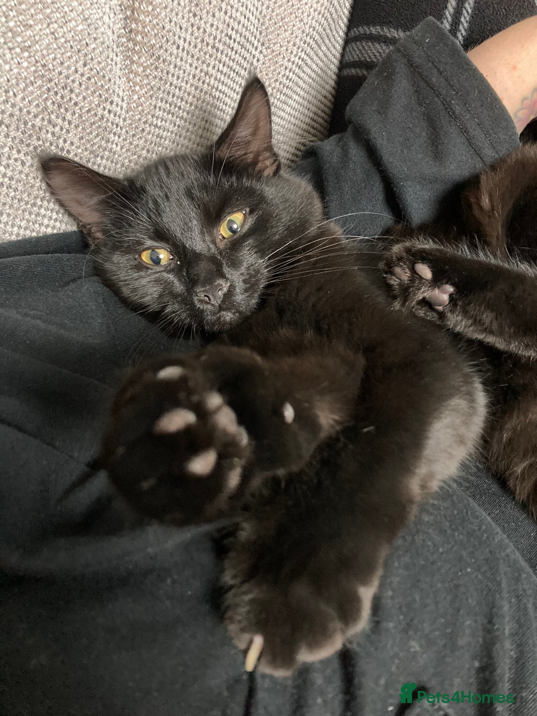 Domestic Shorthair cats for sale: Peanut looking for forever home - Advert 1